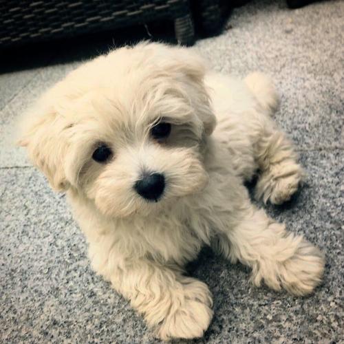 Bussie - Maltipoo